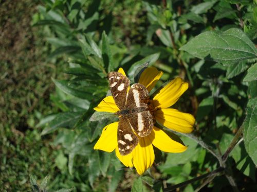 butterfly brown flower