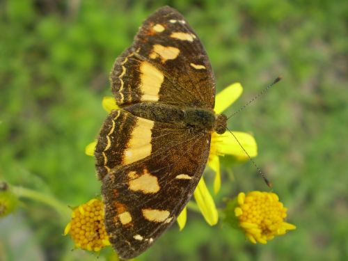 butterfly brown and yellow hostal
