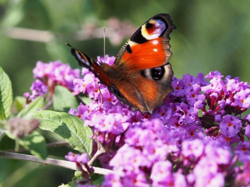 butterfly summer lilac lilac