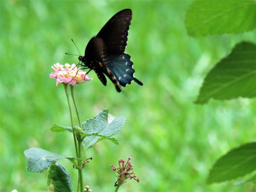 butterfly black flower