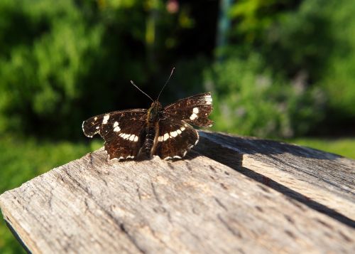 butterfly wood nature