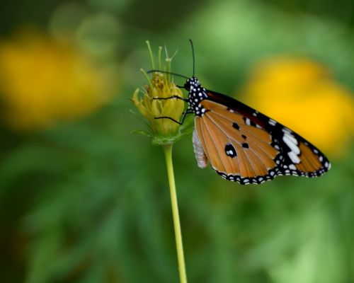 butterfly flower spring