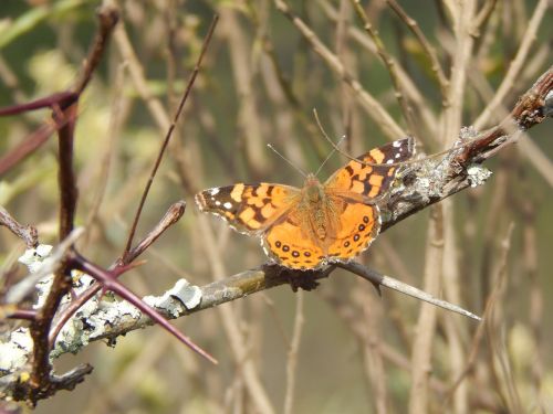 butterfly orange hostal