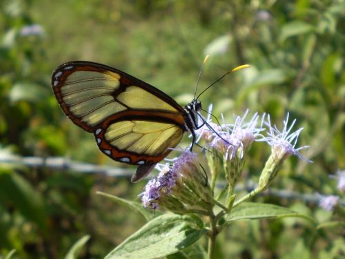 butterfly of cristal wings