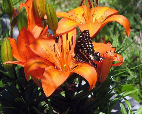 butterfly orange flower