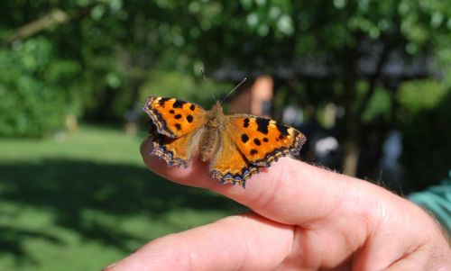 butterfly nature close