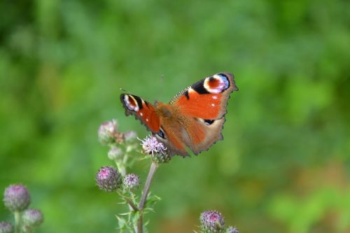 butterfly thistle flower nature