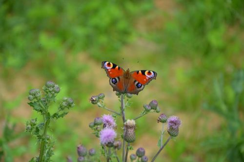 butterfly takes flies away wings