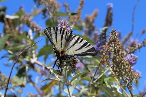 butterfly nature insect