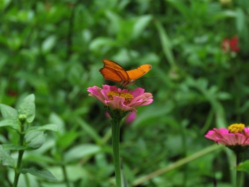 butterfly flower garden tropical butterfly