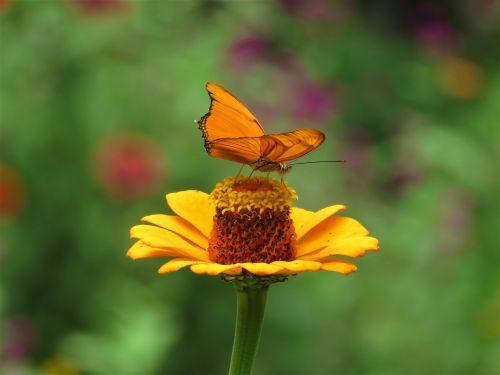 butterfly flower garden tropical butterfly