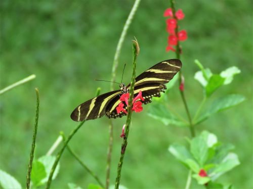 butterfly flower garden tropical butterfly