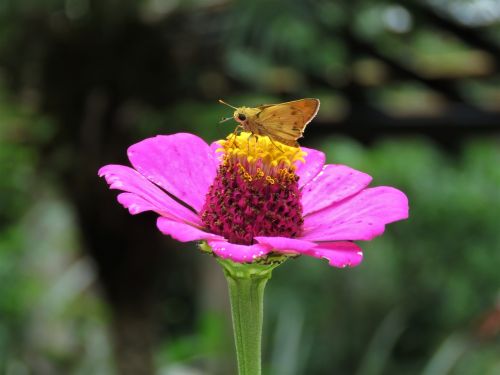 butterfly flower garden tropical butterfly