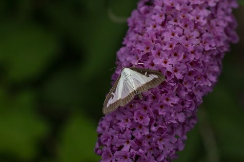 butterfly insect