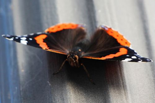 butterfly macro probe
