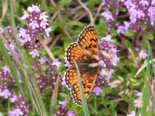 butterfly mother-of-thyme nature