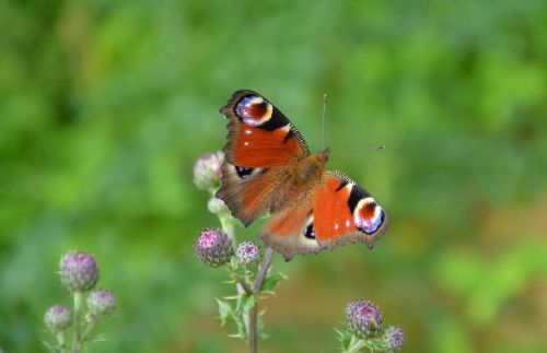 butterfly nature flight