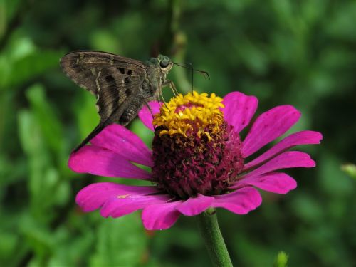 butterfly butterfly on flower butterfly feeding