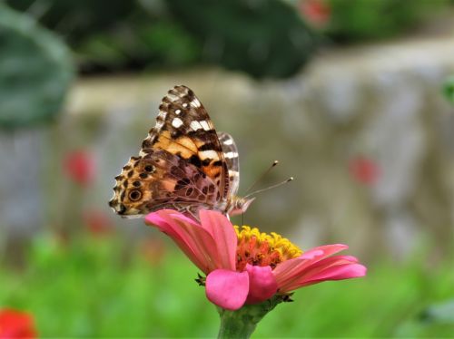butterfly butterfly on flower butterfly feeding