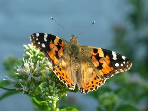 butterfly orange painted lady