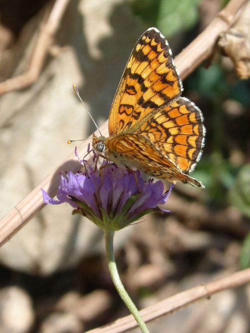 butterfly libar flower