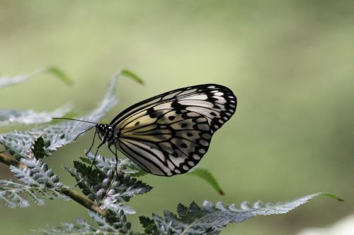 butterfly butterfly garden zoo