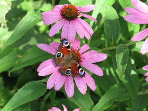 butterfly peacock insect