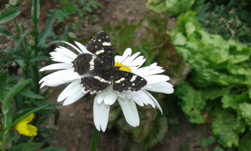 butterfly animal flower