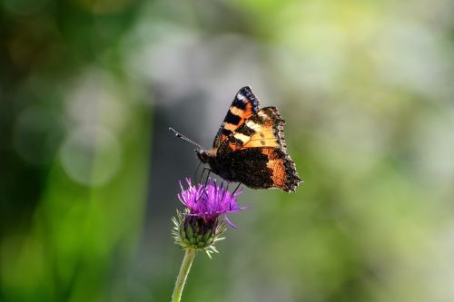 butterfly close insect