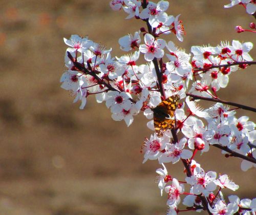 butterfly flower spring