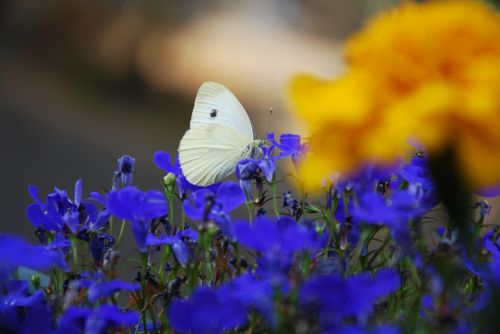 butterfly insect flower