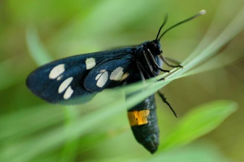 butterfly bug fauna