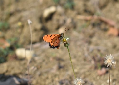 butterfly wild animal animal