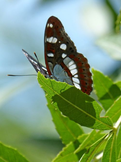 butterfly nymph streams limenitis reducta