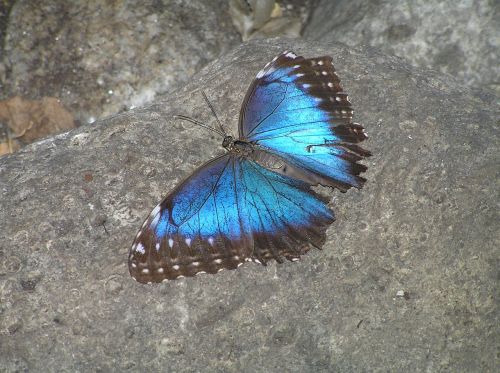 butterfly moth blue
