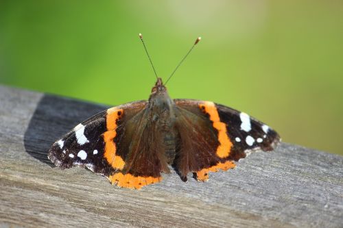 butterfly sun flight insect