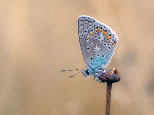 butterfly common blue butterflies