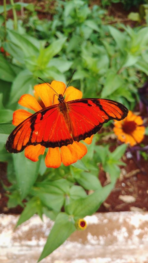 butterfly nature garden