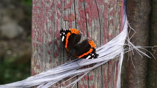 butterfly insect close