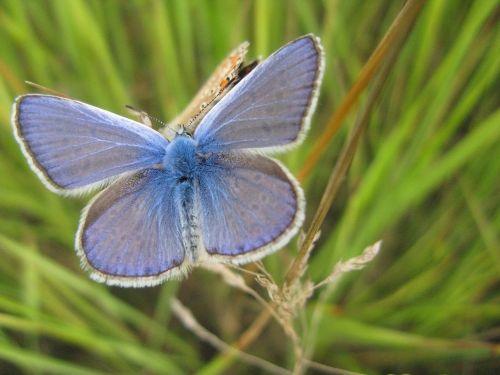 butterfly closeup insect