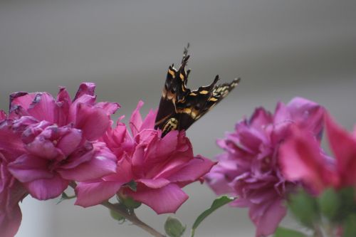 butterfly flower summer