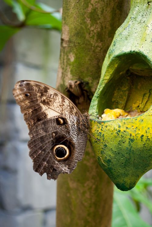 butterfly nature bug