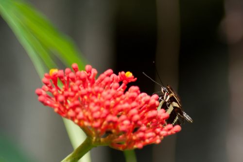 butterfly nature bug