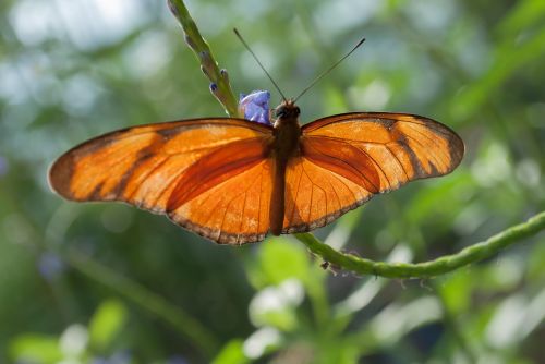 butterfly nature bug