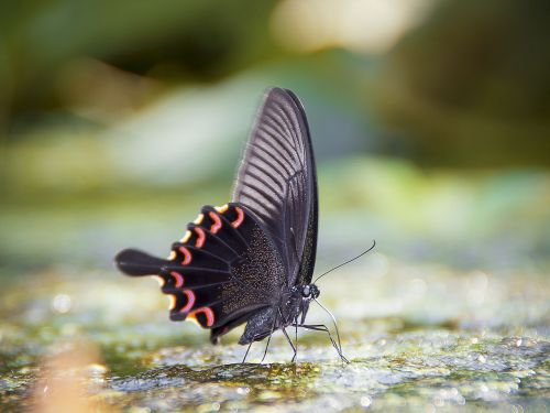 butterfly macro beauty