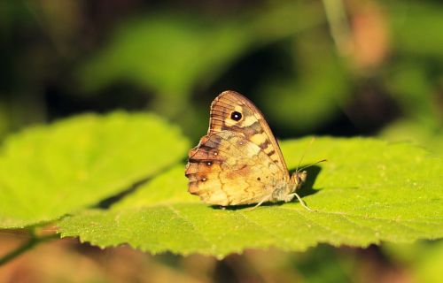 butterfly green nature