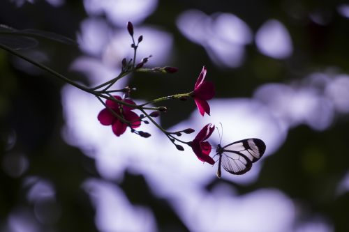 butterfly insect wing