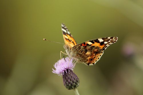 butterfly macro nature