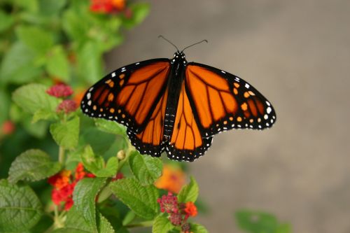 butterfly summer nature