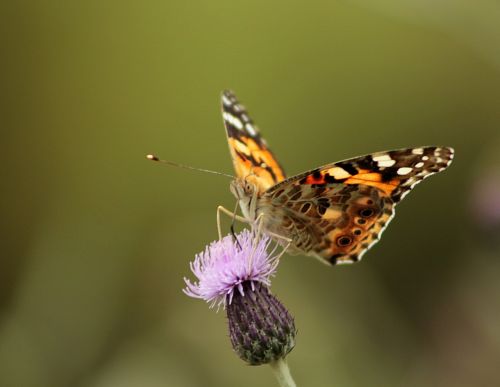 butterfly flower nature